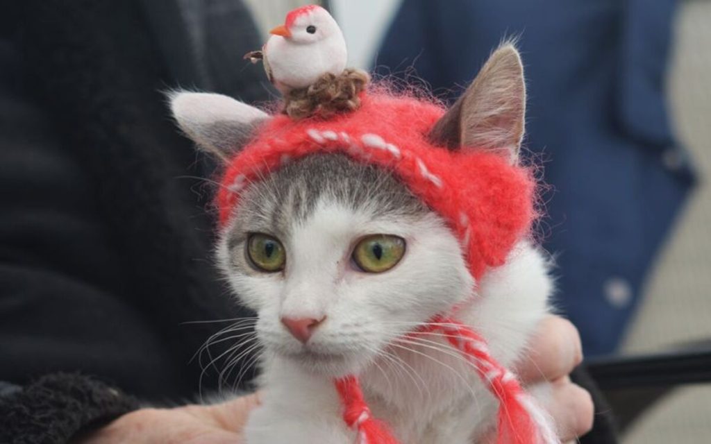 Hats for Cats