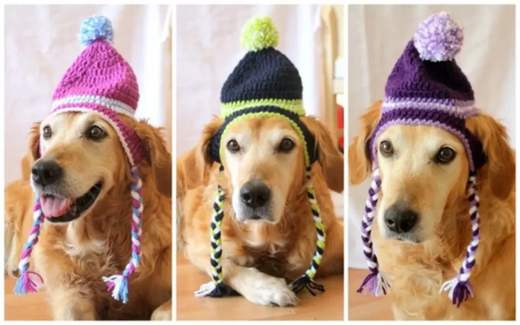 hats for dogs